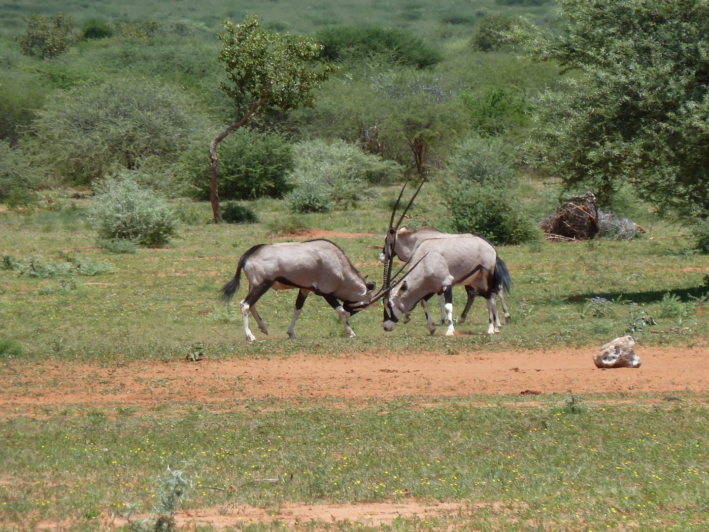Caccia da sogno: magica Namibia Orici in Africa
