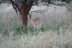 Caccia da sogno: magica Namibia Cefalo grigio