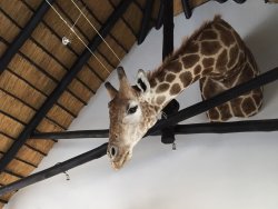 Caccia da sogno: magica Namibia Trofeo di giraffa