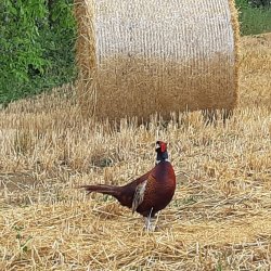 Caccia e agricoltura: obiettivi comuni Fagiano