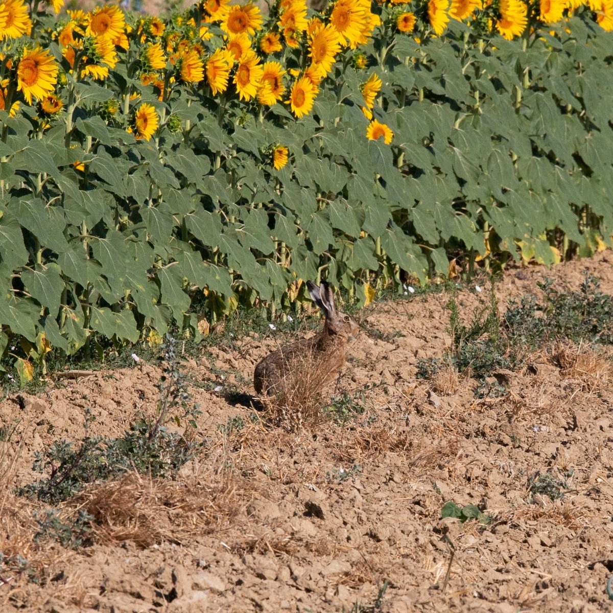 cultura-venatoria: Caccia e agricoltura: obiettivi comuni