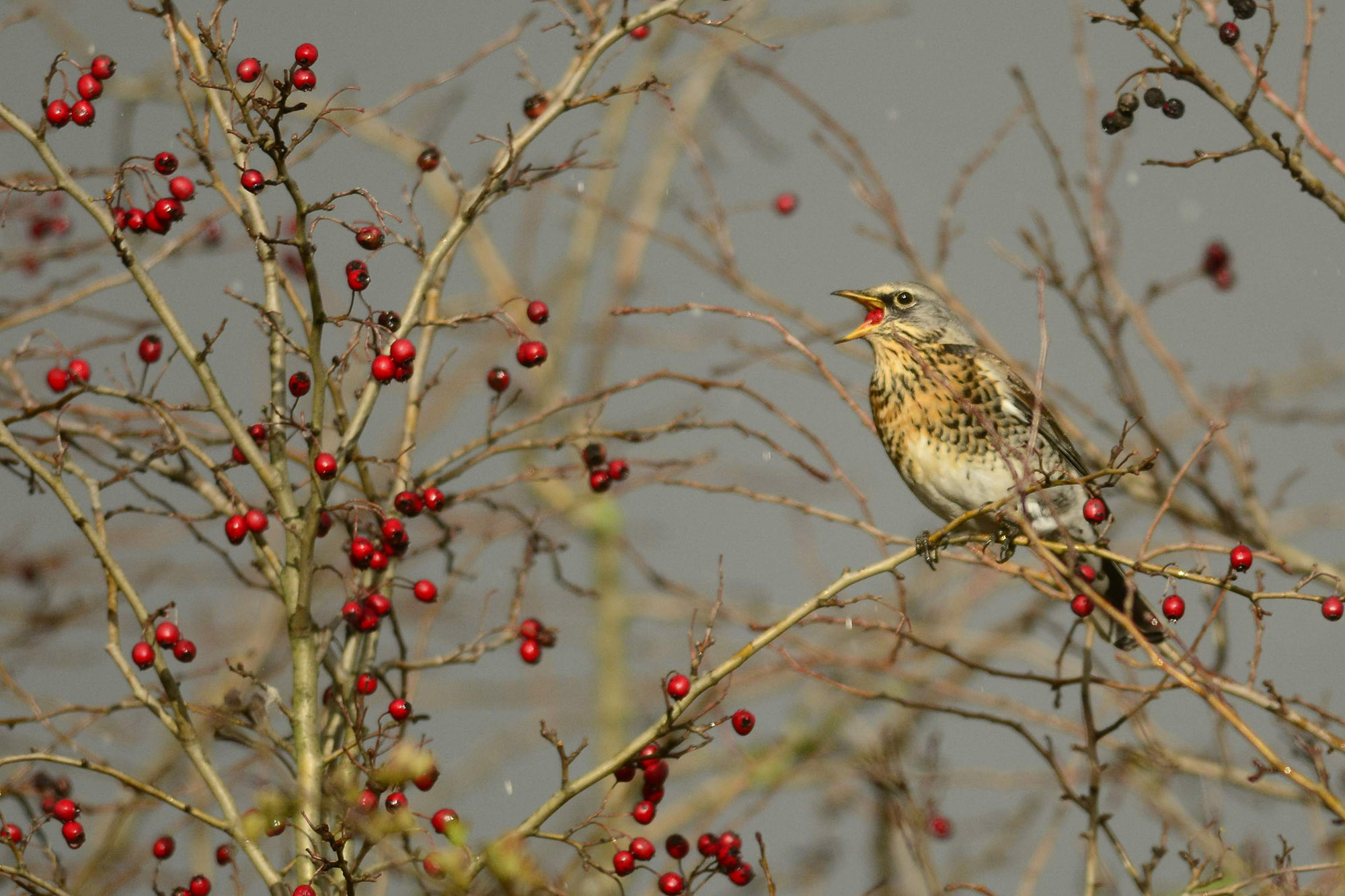 calendari-venatori: Calendario Venatorio Abruzzo: le associazioni venatorie chiedono modifiche