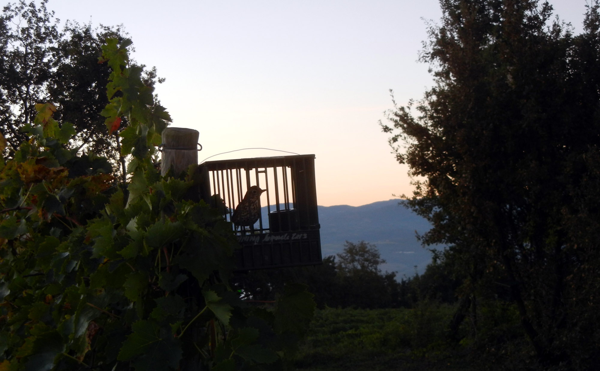 caccia: Caccia e richiami... la tradizione continua