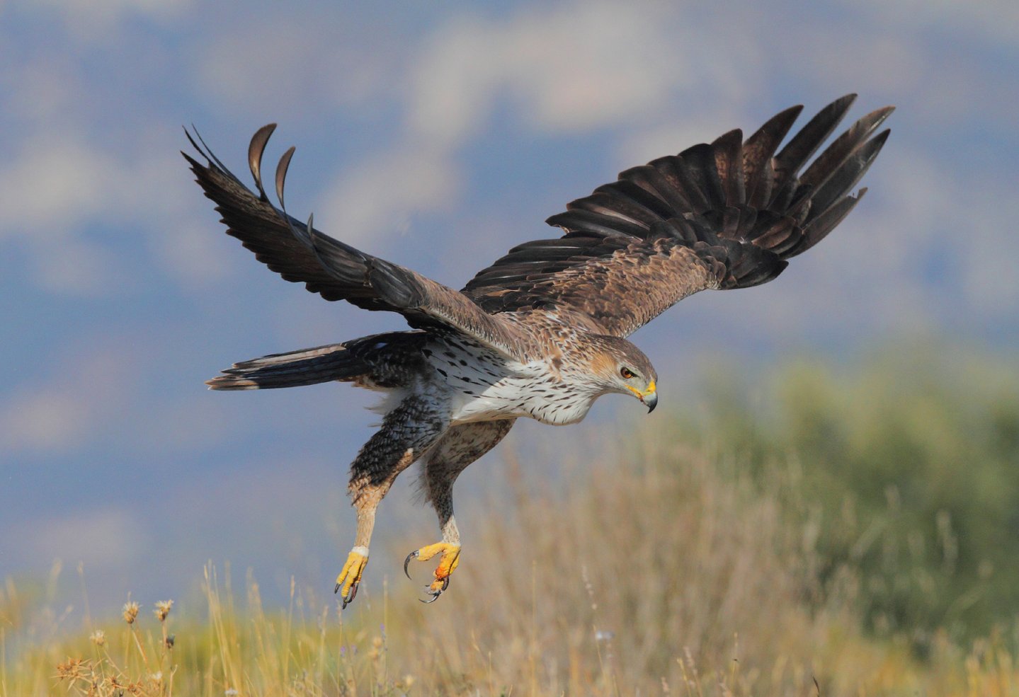Aquila del Bonelli Aquila del Bonelli