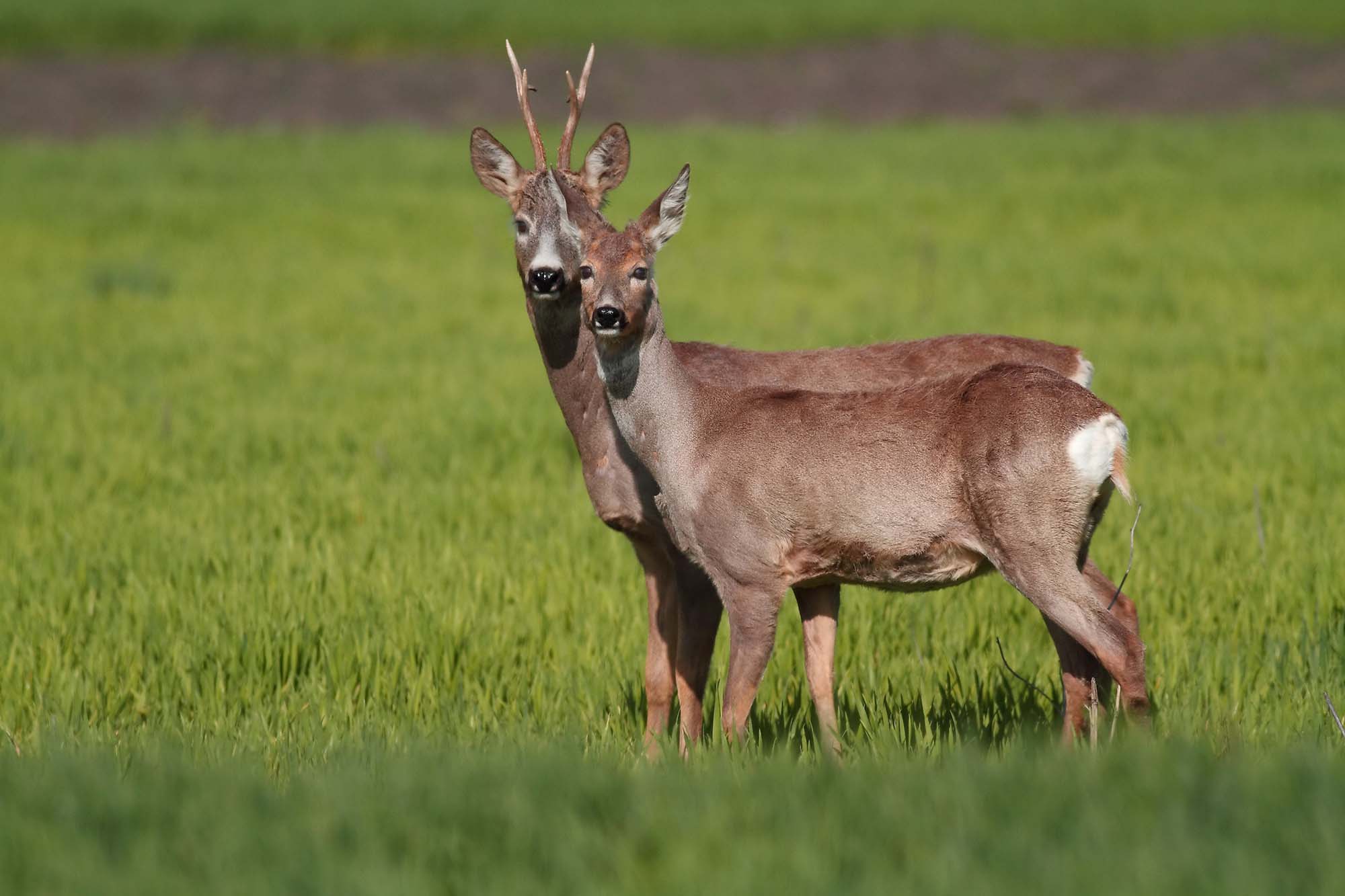 caccia-di-selezione: Caccia selettiva: taglio da Ispra del 34% dei caprioli prelevabili a Siena caccia-di-selezione: Caccia selettiva: taglio da Ispra del 34% dei caprioli prelevabili a Siena
