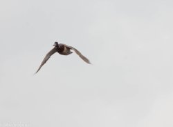 Caccia vagante agli acquatici Germano reale in volo