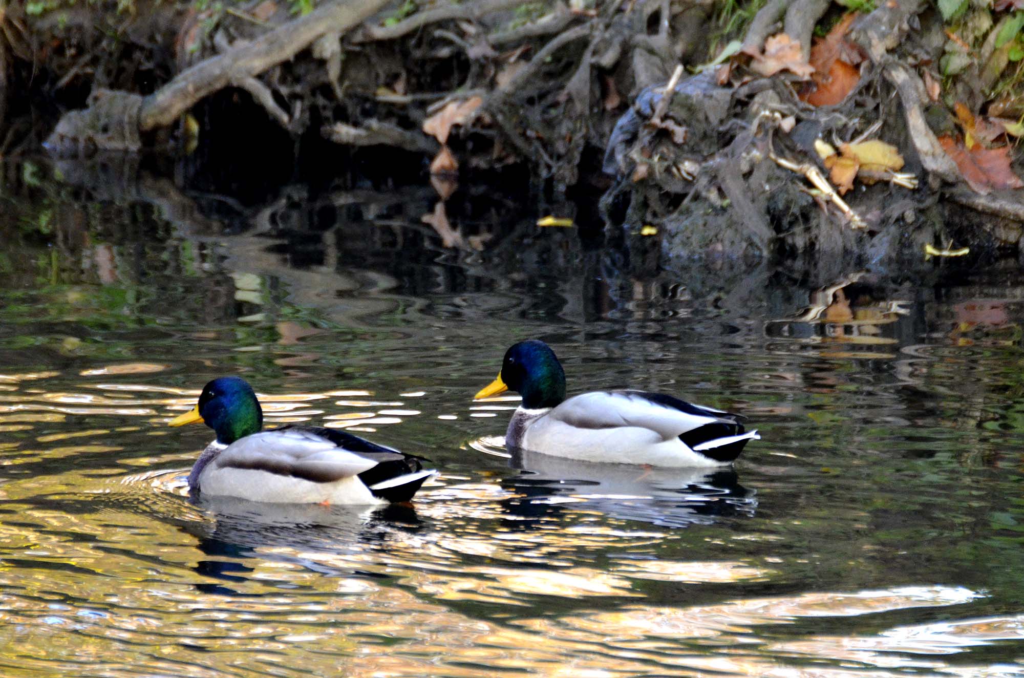 caccia-agli-acquatici: Caccia vagante agli acquatici caccia-agli-acquatici: Caccia vagante agli acquatici
