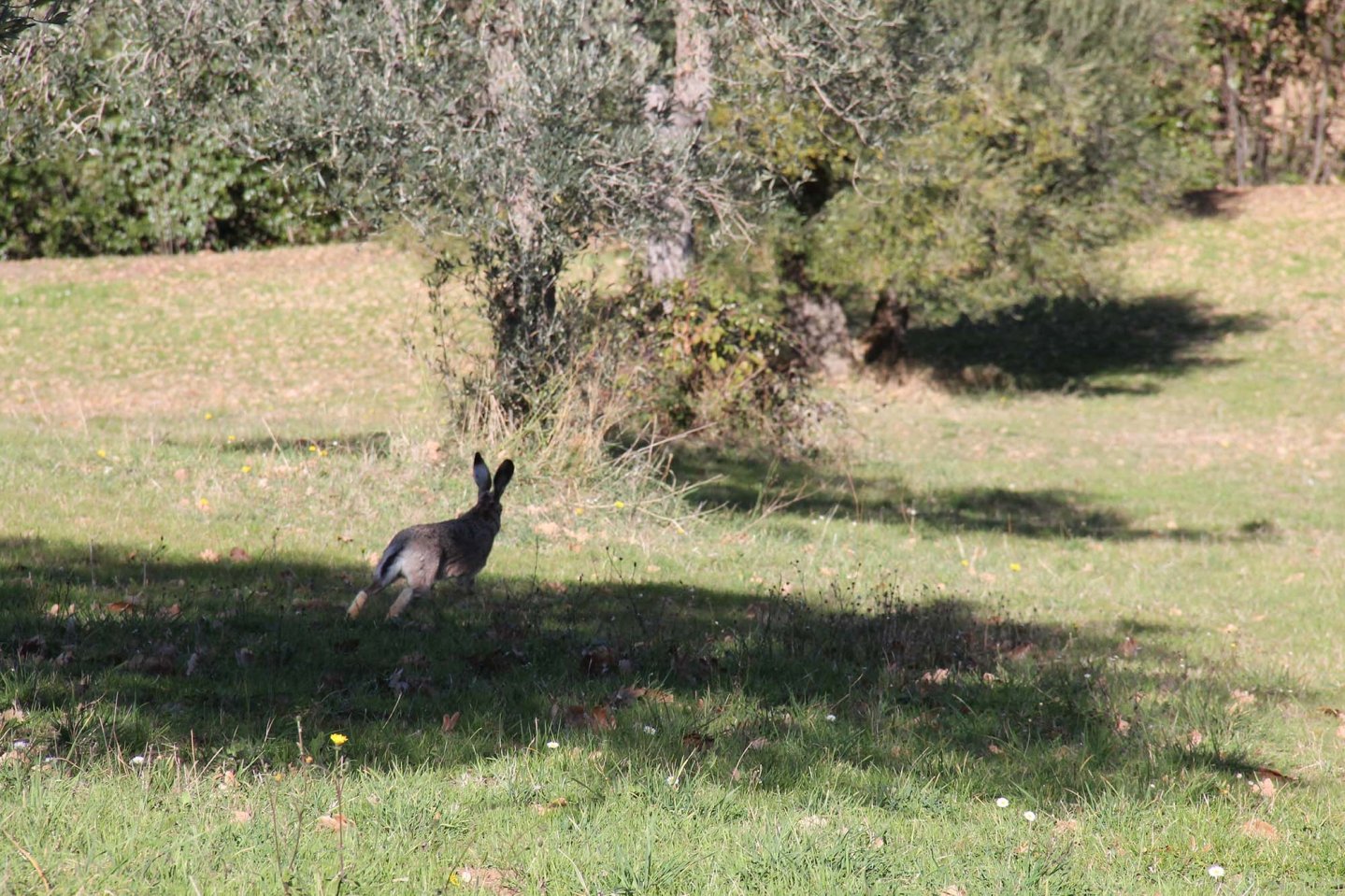 Cacciatori e territorio: la gestione della lepre