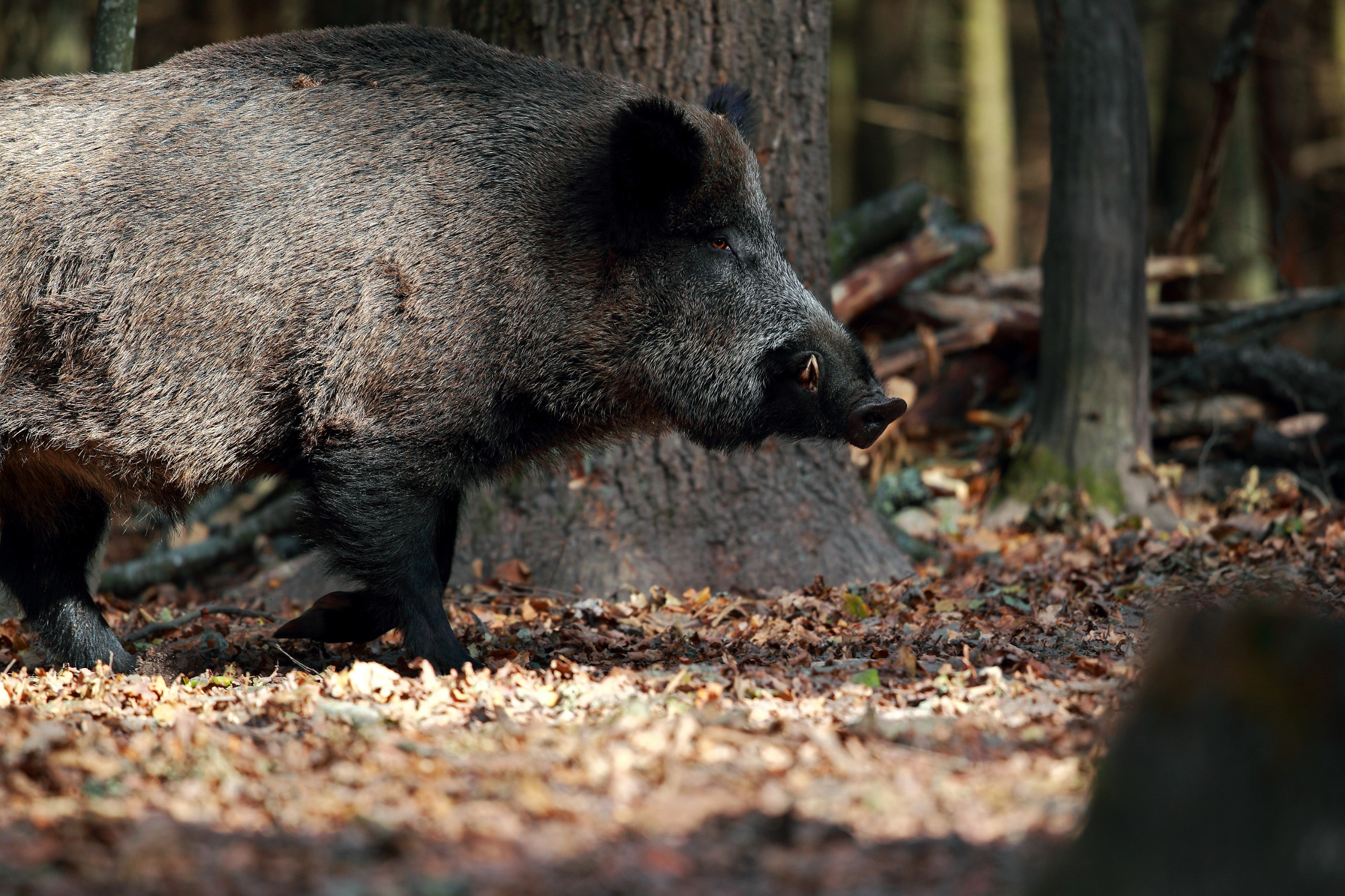 legislazione-venatoria: Calendari venatori tra modifiche e ricorsi