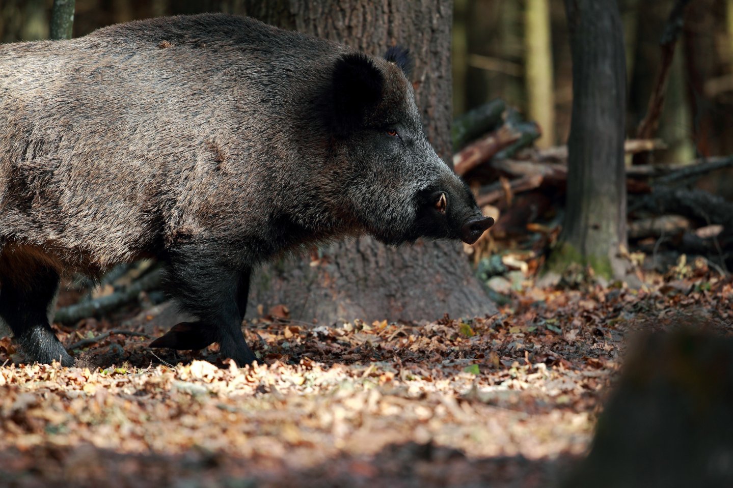 Calendari venatori tra modifiche e ricorsi Un cinghiale tra le foglie