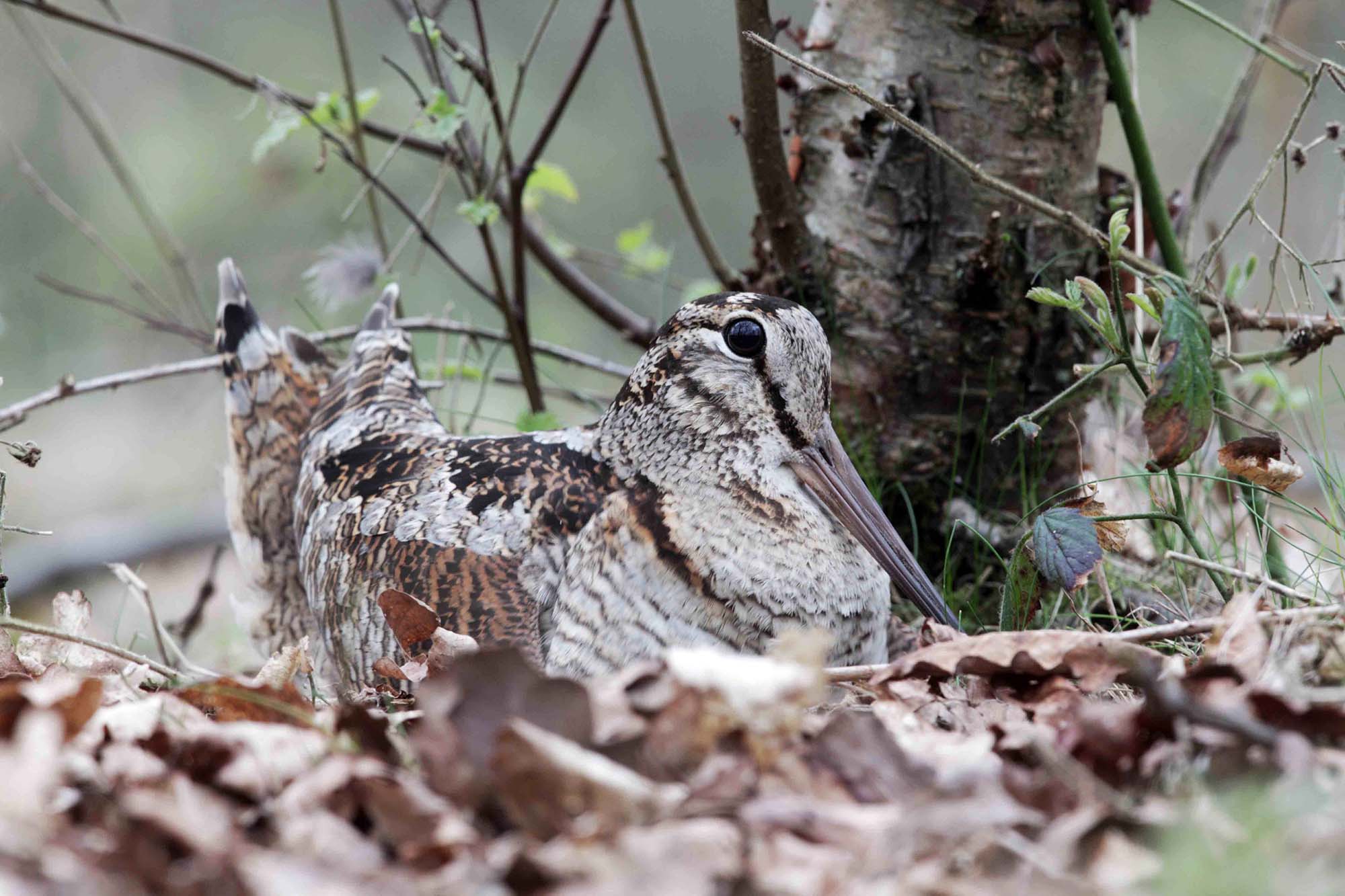 caccia: Calendari venatori: ultimatum di CCT all’Europa per l’aggiornamento dei Key Concepts relativi all’Italia