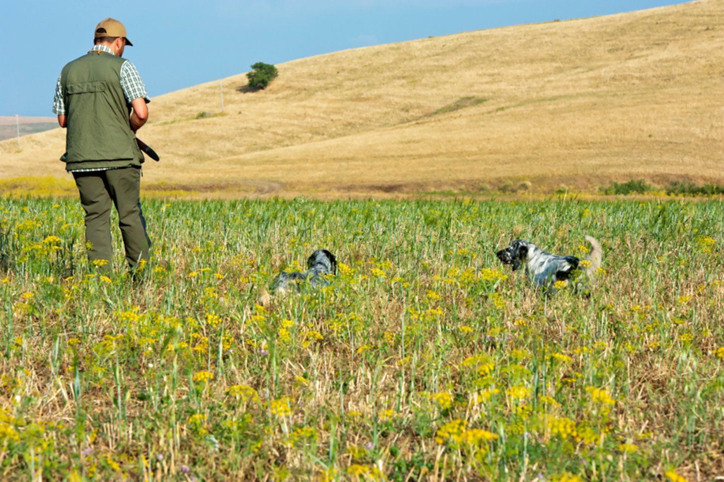 Cacciatore e cani