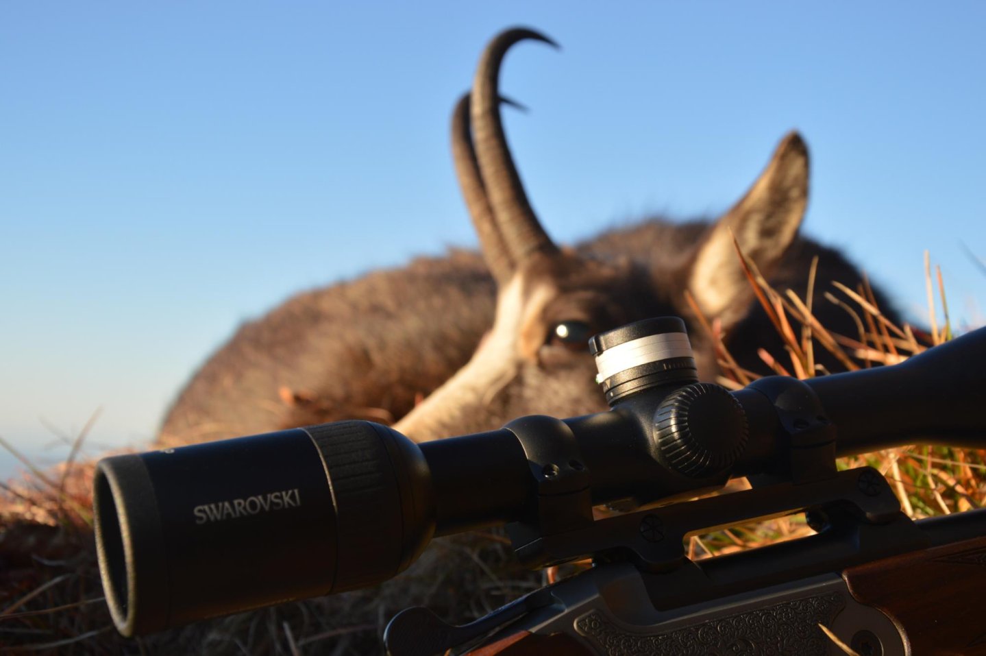 Caccia al camoscio con Swarovski Optik Swarovski Z5 3.5-18x44P con una femmina di camoscio