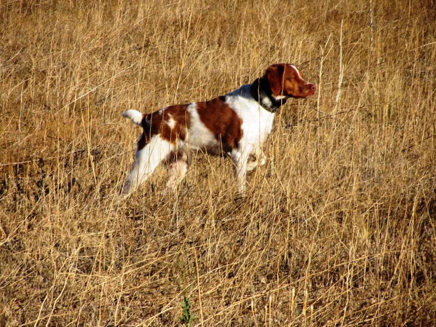 Mondiali di cinofilia Mondiali di cinofilia
