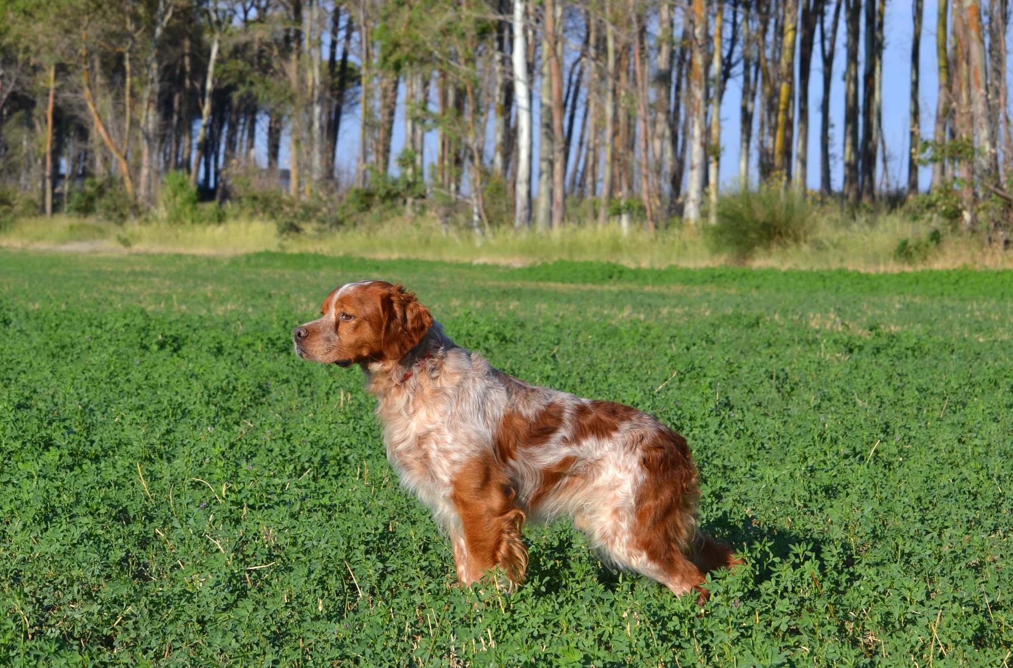 cinofilia: Campionato italiano di cinofilia amatoriale