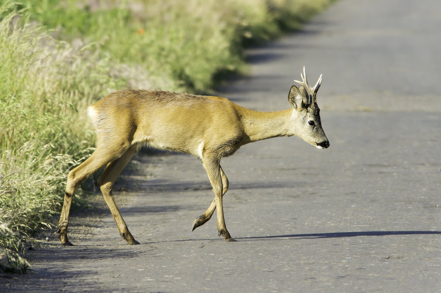 Sensori presenza ungulati