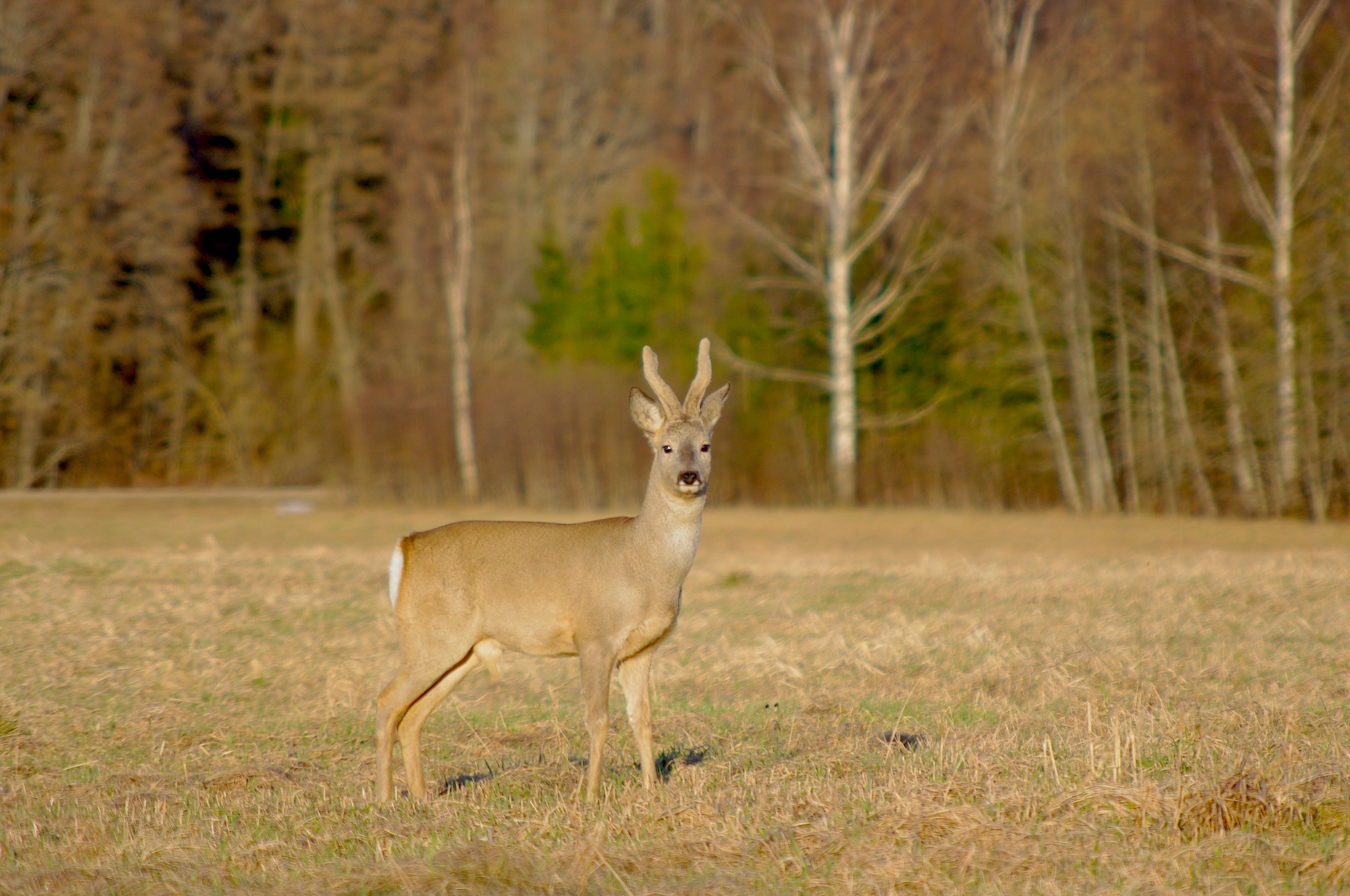 caccia: Carne cancerogena: la selvaggina è più sicura