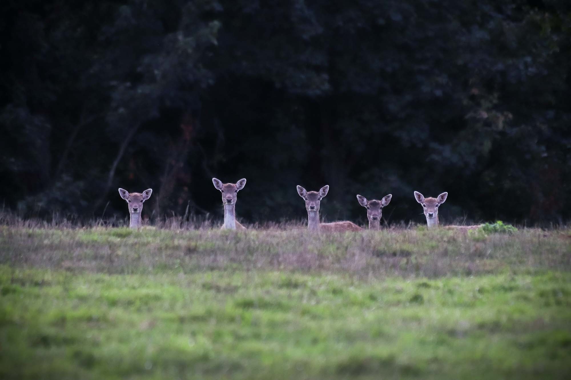 caccia-e-cucina: Carne selvaggia: carnivori di tutto il mondo unitevi! È tempo di una nuova consapevolezza caccia-e-cucina: Carne selvaggia: carnivori di tutto il mondo unitevi! È tempo di una nuova consapevolezza