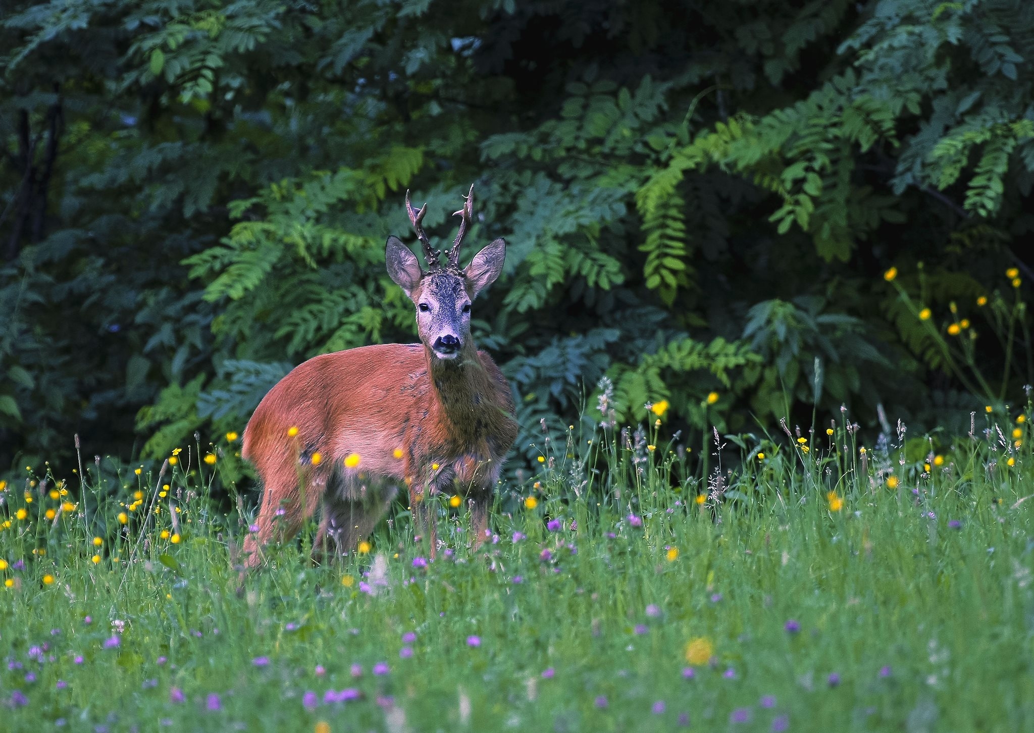 capriolo: Monitoraggio della fauna selvatica: il capriolo