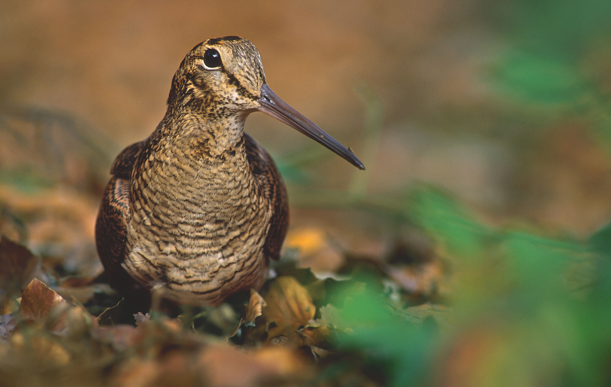 calendari-venatori: Chiusura anticipata della caccia: la Regione Umbria dice no