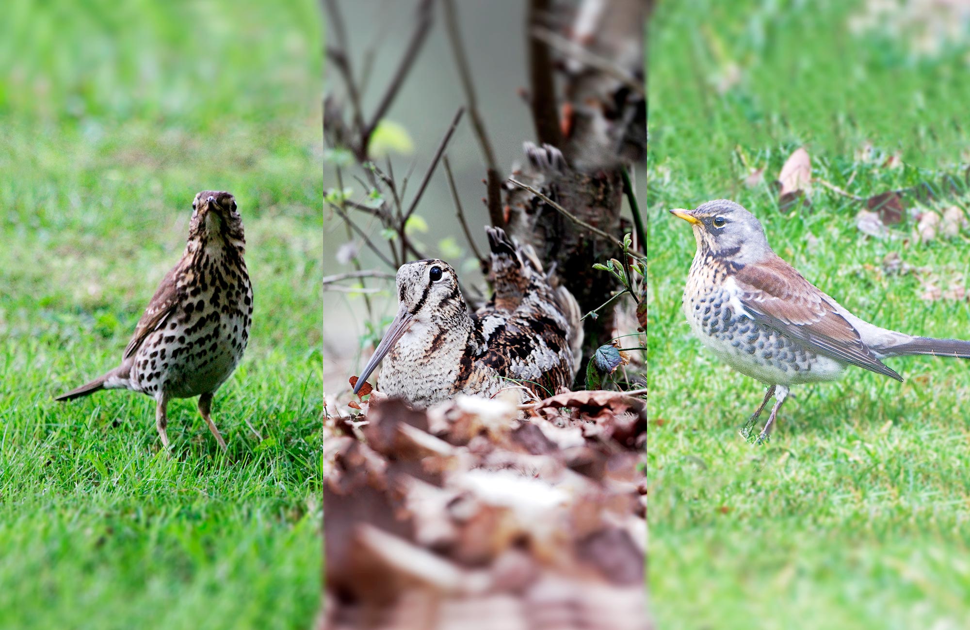 caccia-a-canna-liscia: Chiusura della caccia anticipata al 20 Gennaio per beccaccia, tordo bottaccio e cesena caccia-a-canna-liscia: Chiusura della caccia anticipata al 20 Gennaio per beccaccia, tordo bottaccio e cesena