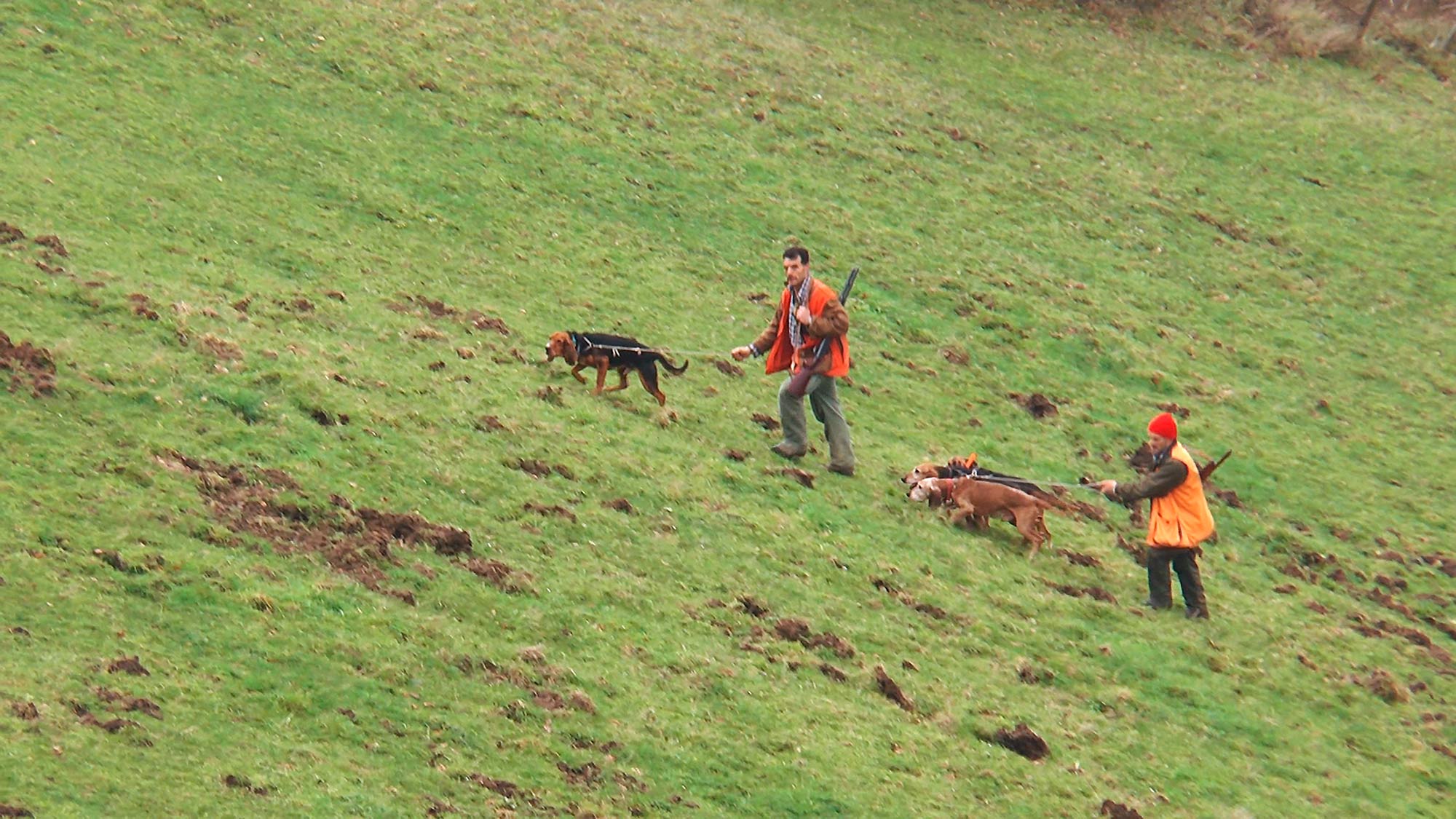 caccia-al-cinghiale: Caccia al cinghiale in battuta