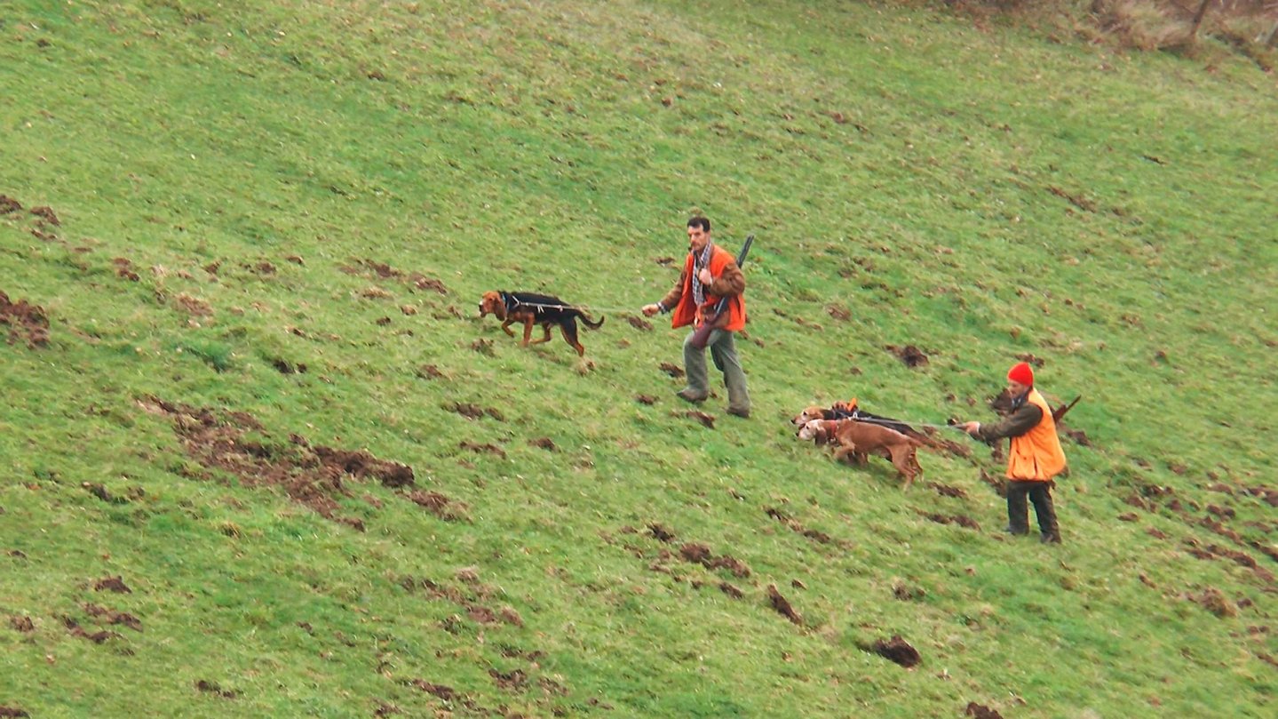 Caccia al cinghiale in battuta