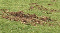 Caccia al cinghiale Caccia al cinghiale