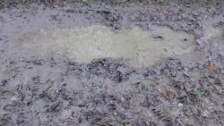 Caccia al cinghiale Caccia al cinghiale