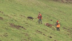 Caccia al cinghiale Caccia al cinghiale