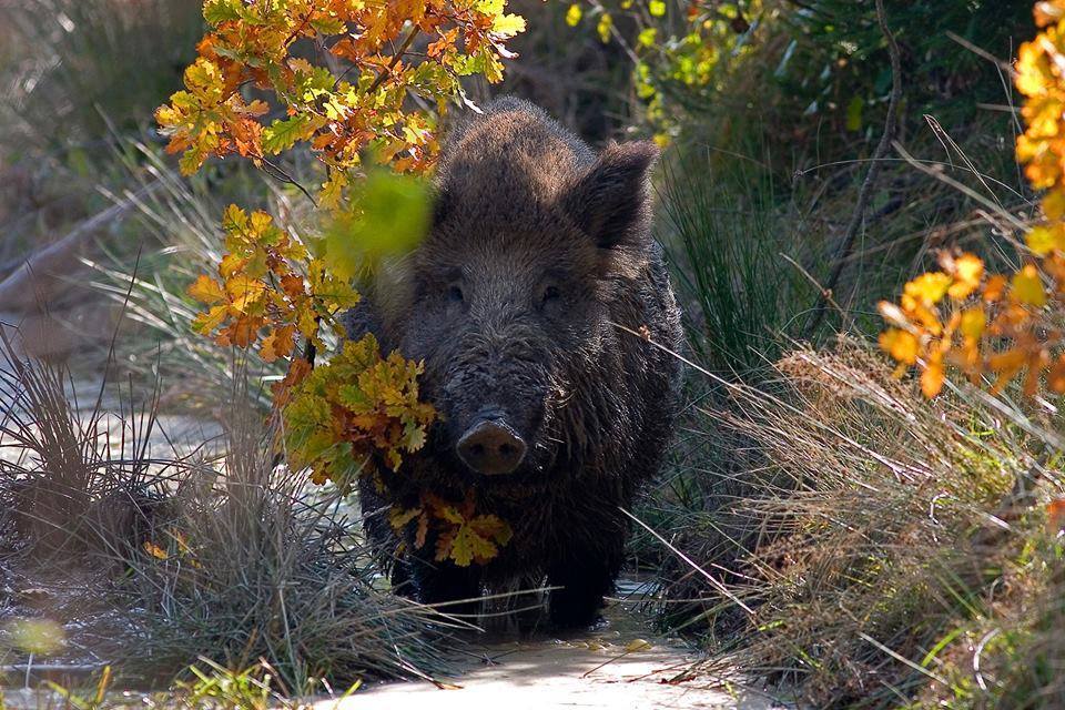 caccia-al-cinghiale: Caccia al cinghiale: l'importanza della tracciatura