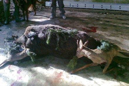 Cinghiale e capriolo, il loro ultimo pasto