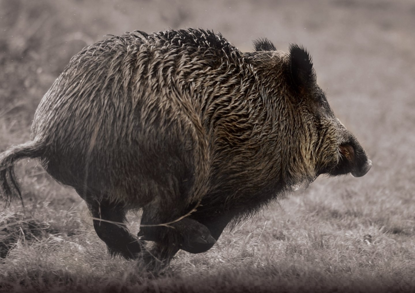 Circuito Browning: vince carabina SXR Black Tracker Fluted in .30-06 Un cinghiale