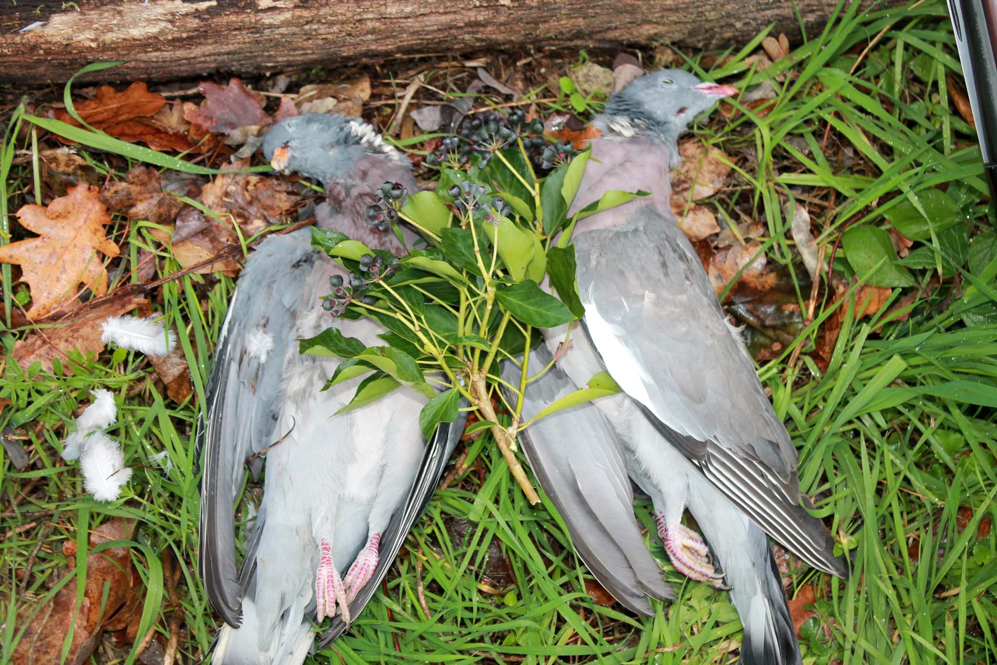 caccia-ai-colombacci: Caccia ai colombacci all'edera