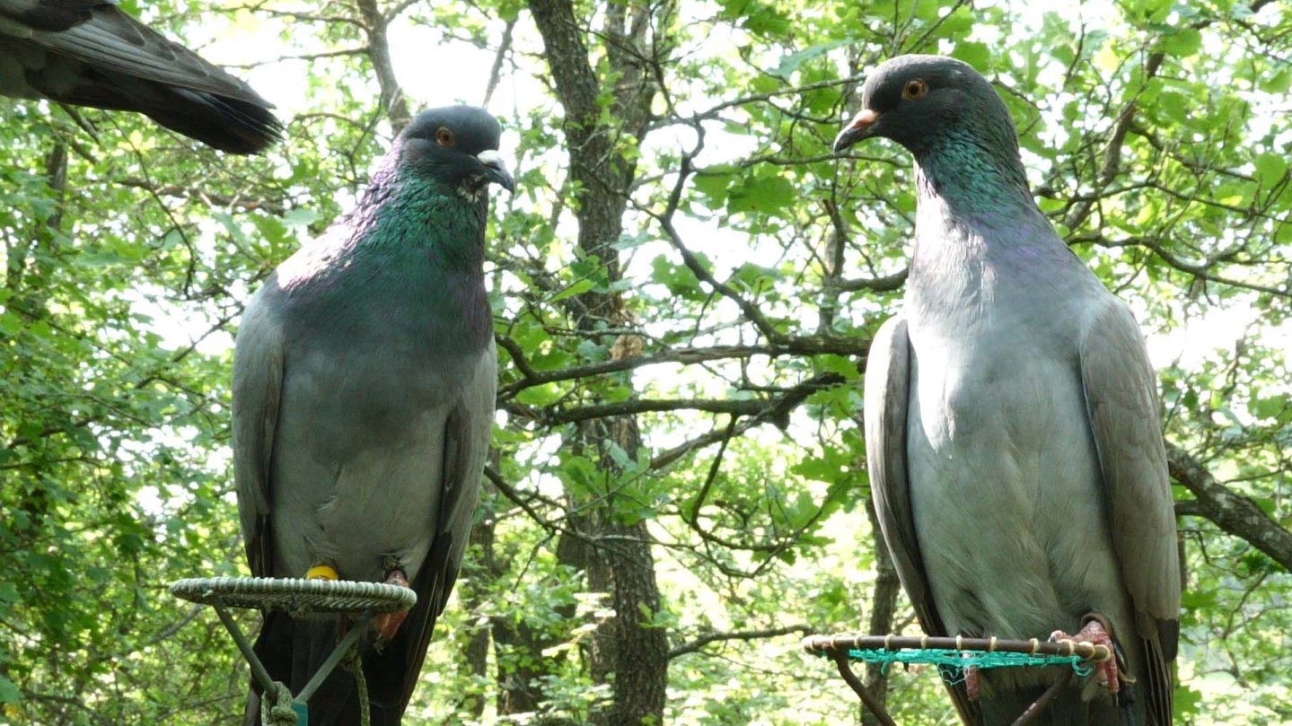 Caccia al colombaccio: allevare i volantini Piccioni per la caccia ai colombacci