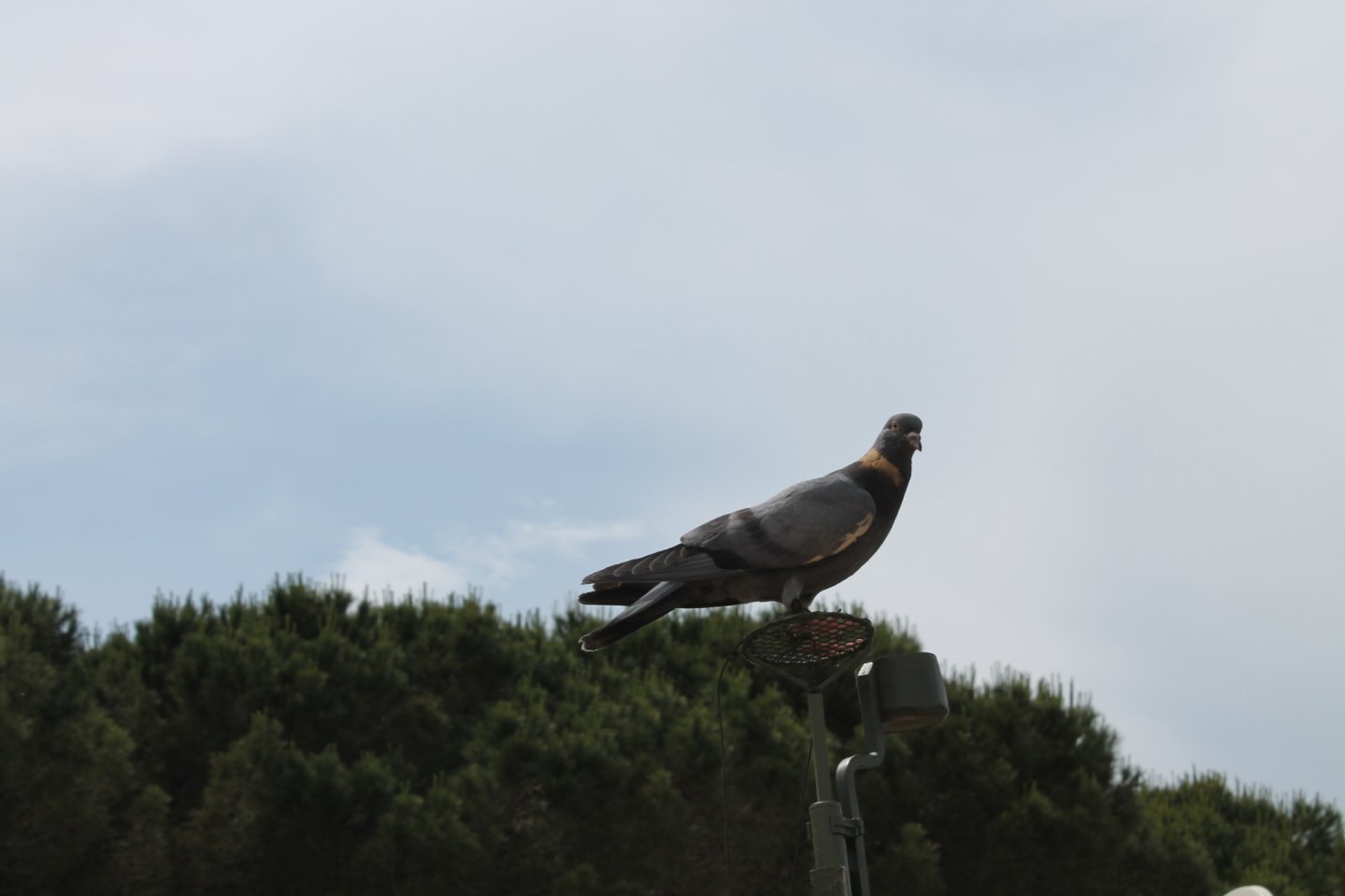 Caccia ai colombacci con le aste