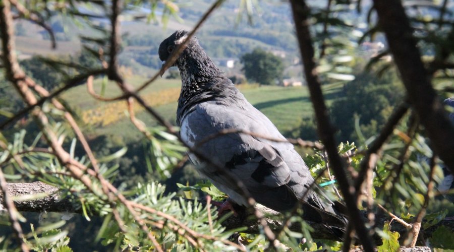 Caccia ai colombacci dal palco