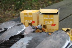 Caccia ai colombacci dal palco Caccia ai colombacci dal palco