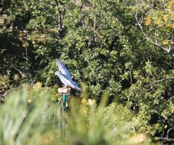 Appostamento colombacci