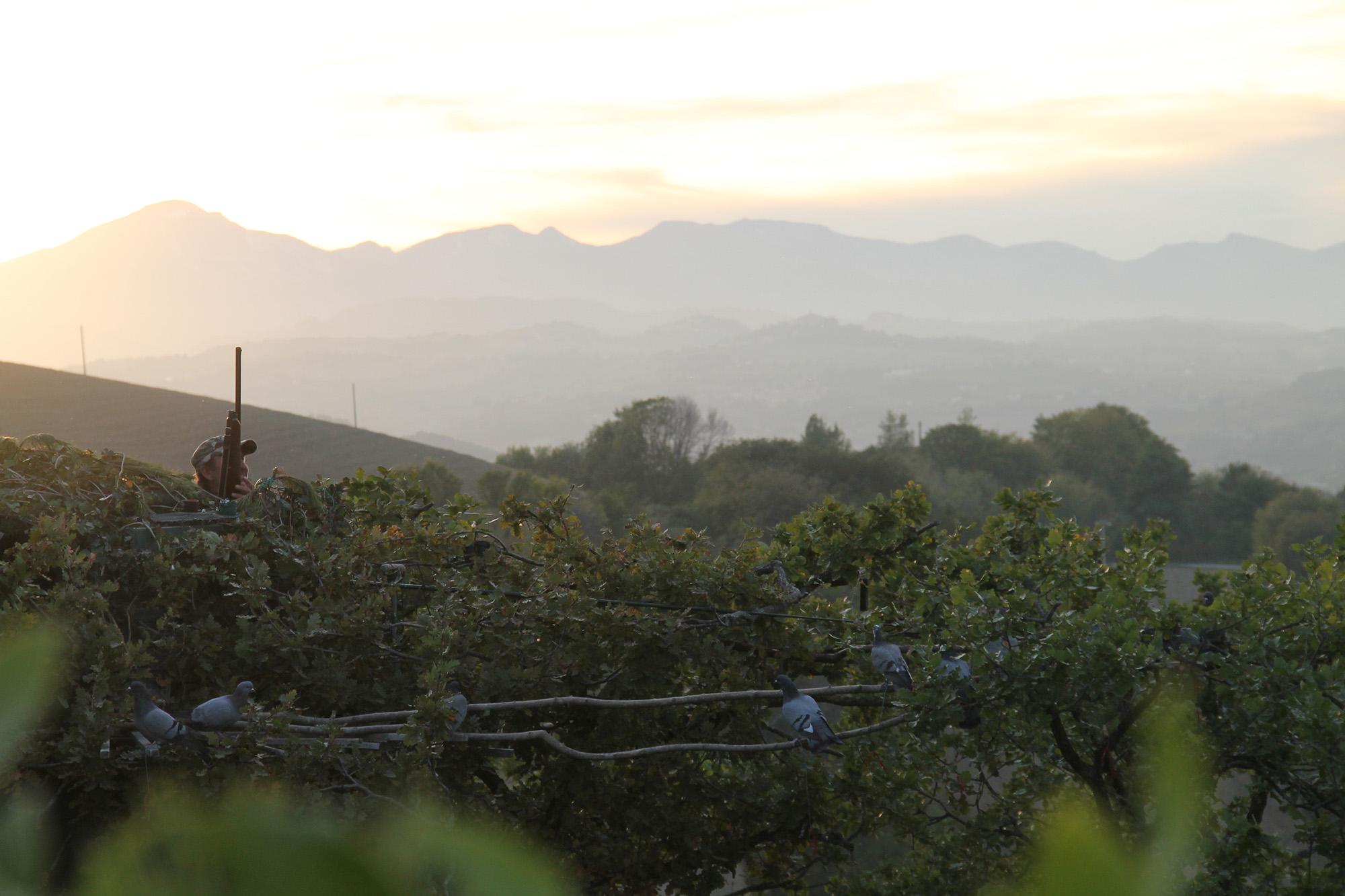 caccia-ai-colombacci: Caccia ai colombacci dal palco