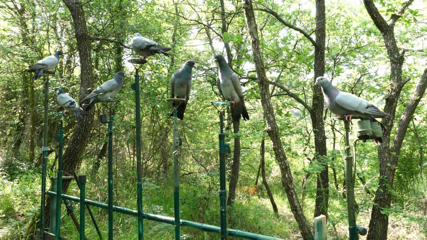 Caccia al colombaccio: addestrare i volantini Tipologie di piccioni da richiamo per la caccia al colombaccio