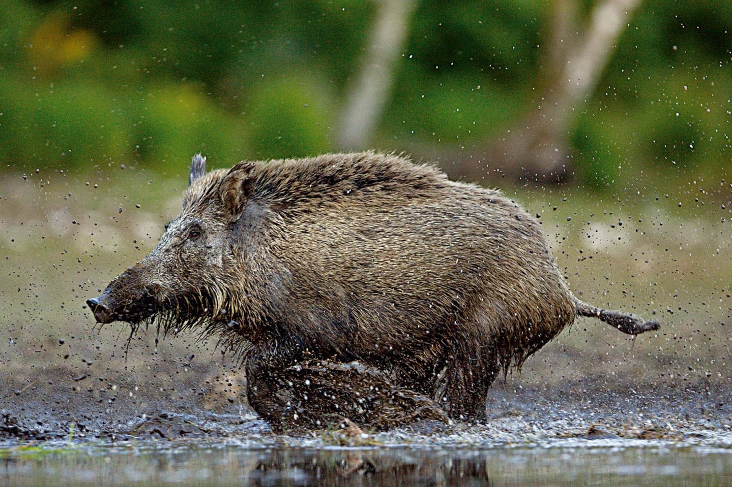 Come si caccia il cinghiale? Le tecniche venatorie in Italia Cinghiale