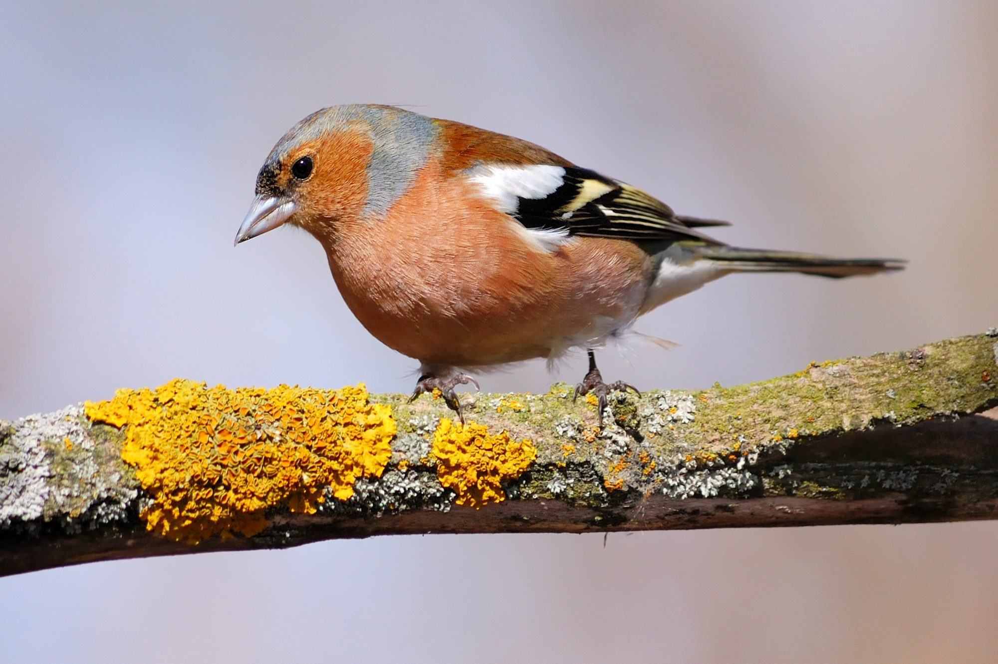legislazione-venatoria: Incontro politica-associazioni venatorie sulla Direttiva Uccelli