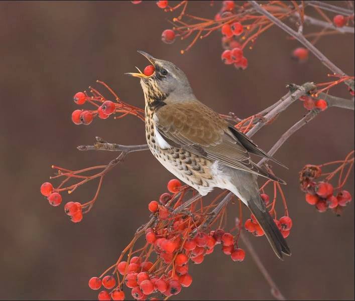caccia: Caccia in Italia: siamo correttamente Europei