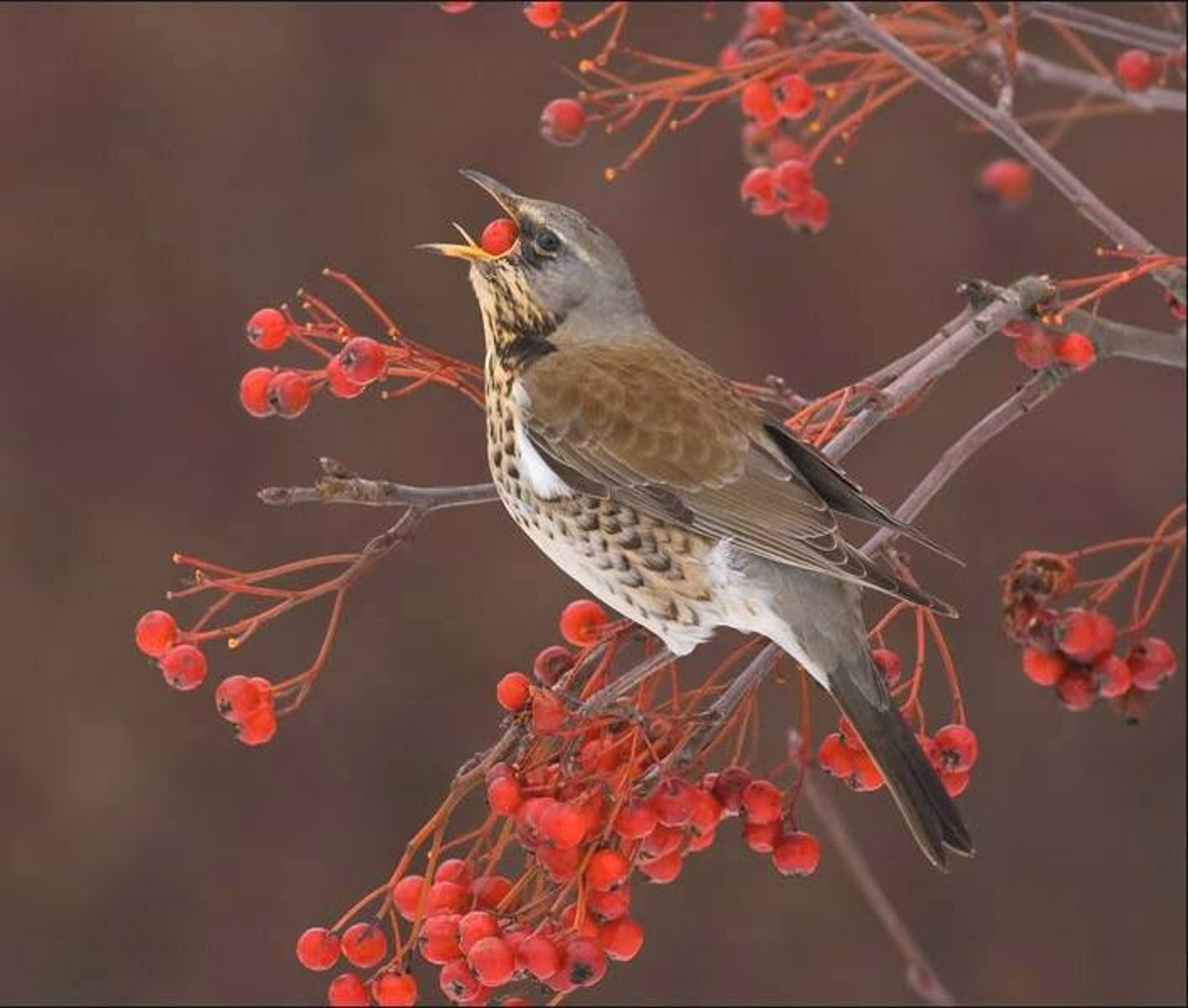 Comunicato associazioni venatorie Comunicato associazioni venatorie