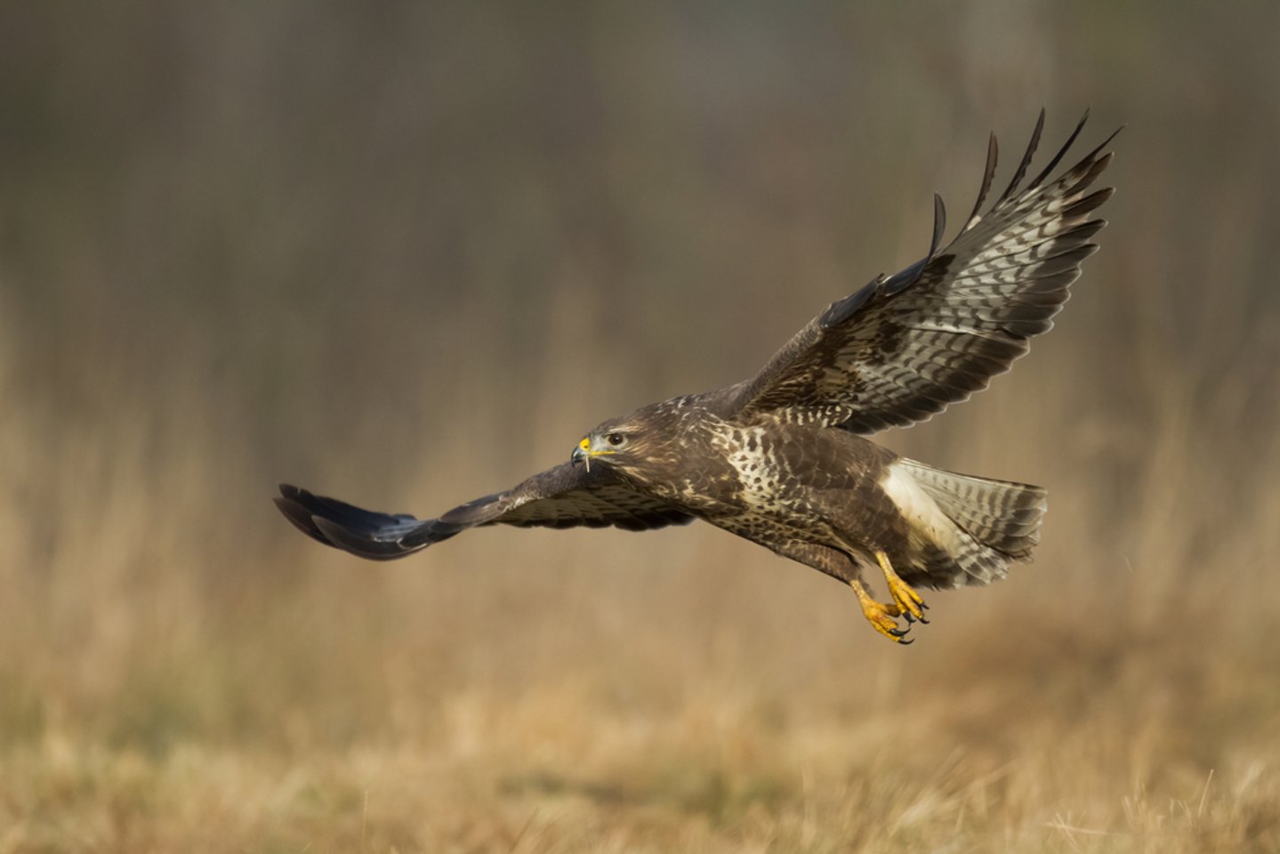 Contenimento piccioni: a Pieve a Nievole si prova con le poiane Poiane contre piccioni