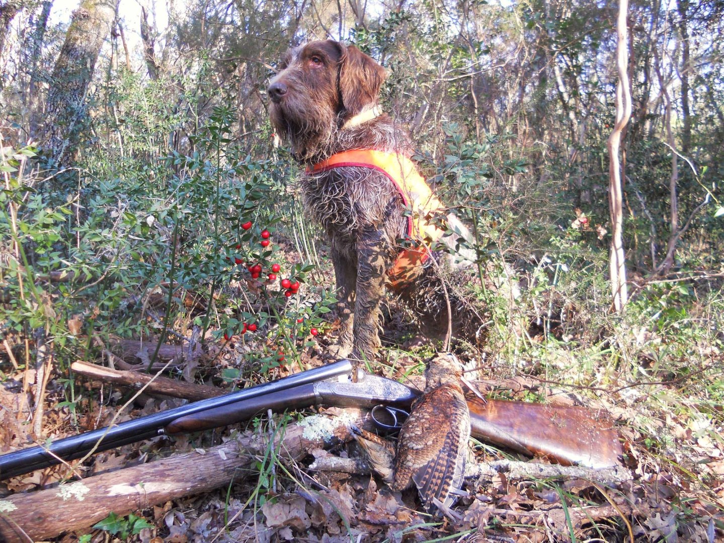 Beccacce che Passione luglio-agosto 2016: tutti i contenuti del nuovo numero Cane da ferma con fucile aperto e beccaccia in primo piano.