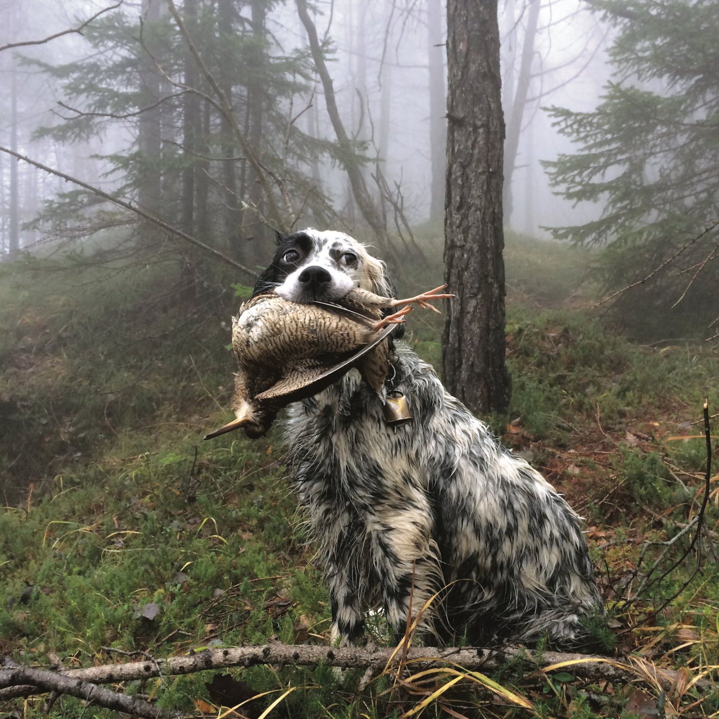 Beccacce che Passione 3-2016: Tutti i contenuti del nuovo numero Esperienze di caccia il setter inglese