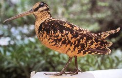 Beccacce che Passione 3/4 2016: Tutti i contenuti del nuovo numero Lo specie Scolopax rusticola