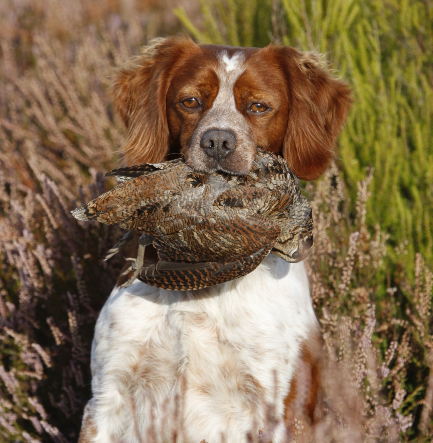 Beccacce che Passione novembre-dicembre 2016 Cane con beccaccia in bocca